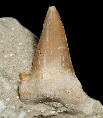 Bargain Otodus Shark Tooth Fossil In Matrix #6387